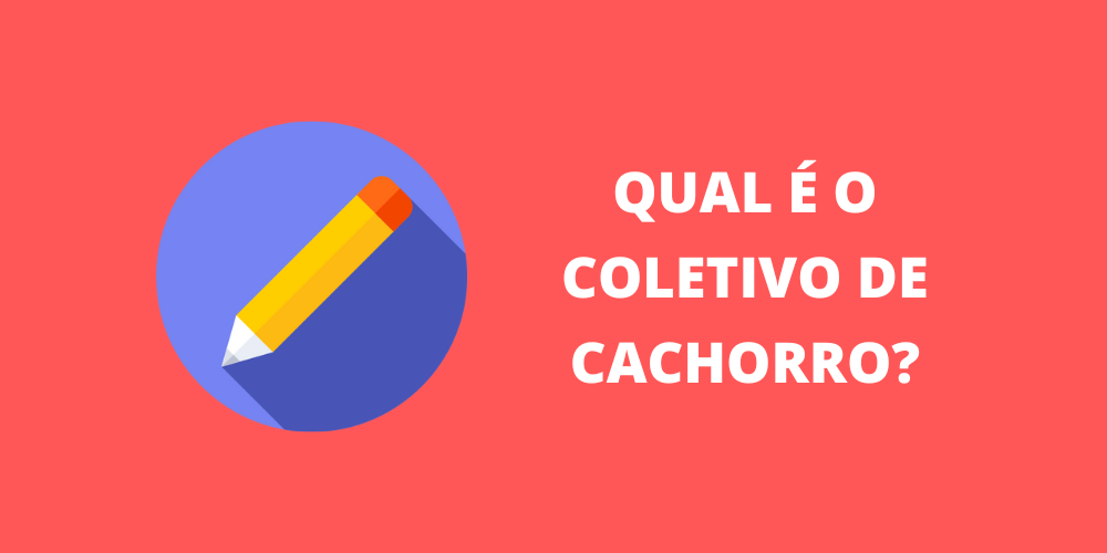 coletivo de cachorro