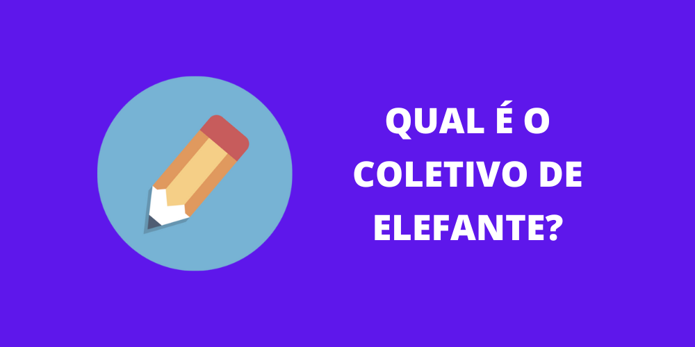 coletivo de elefante