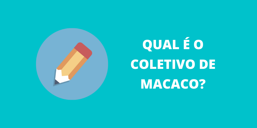 coletivo de macaco