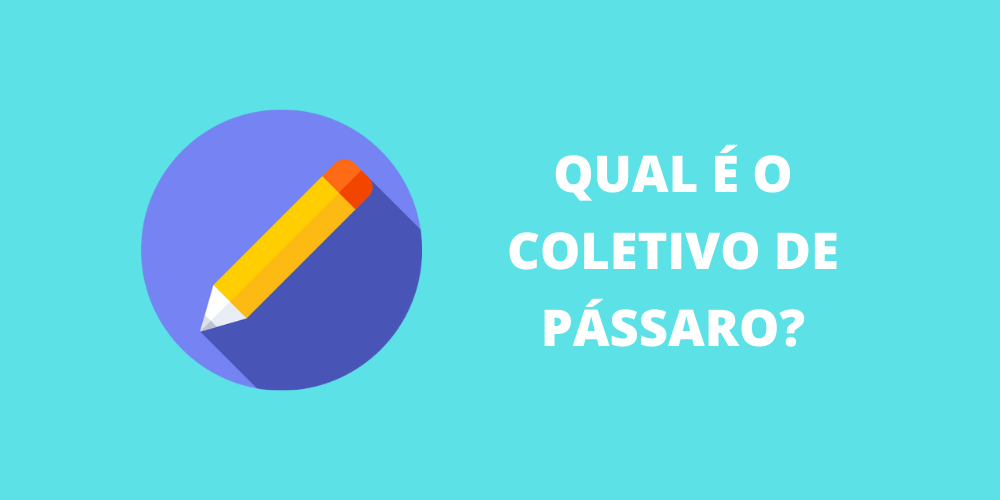 coletivo de pássaro