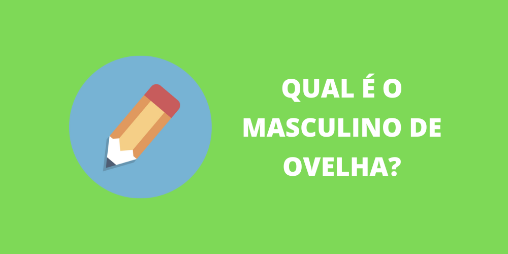 masculino de ovelha